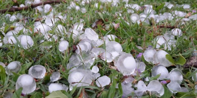Texas Attorneys Hail Damage claims. Photo of unmelted hail in grass. 